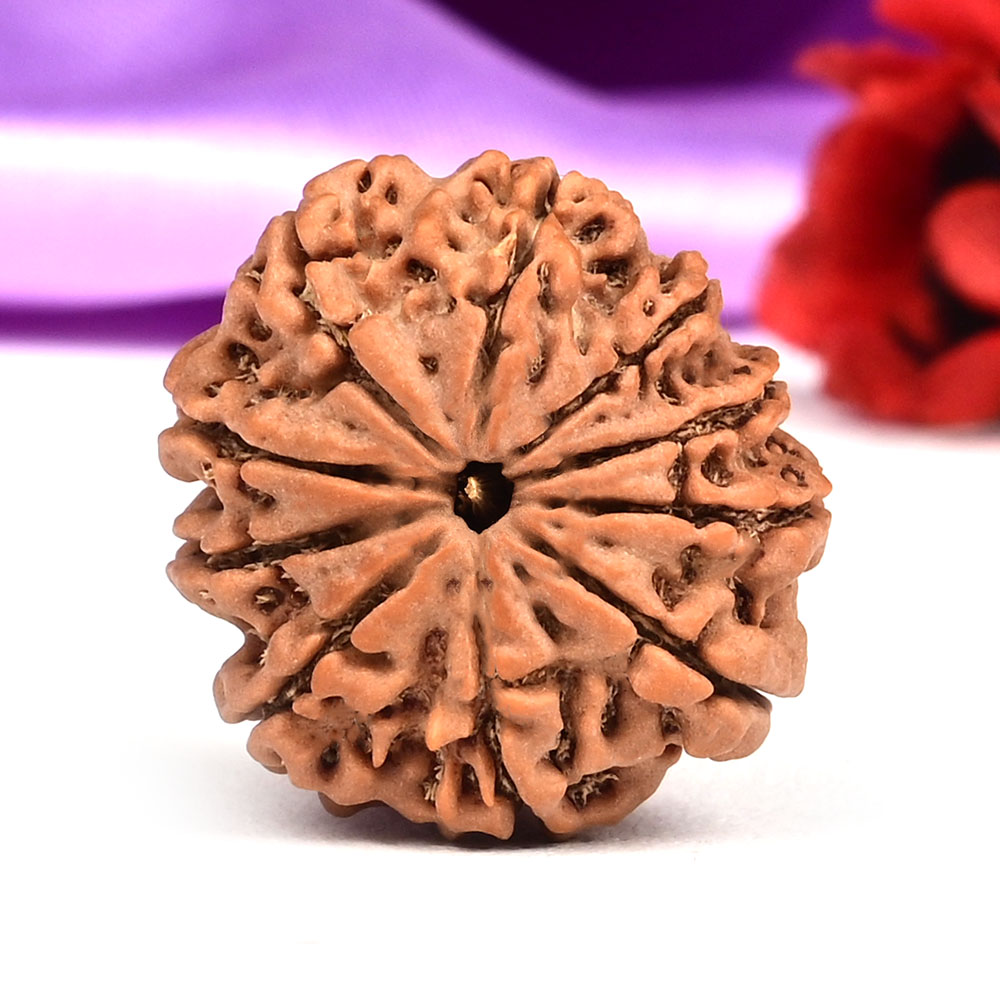 10 Mukhi from Nepal Small - CCCXIX